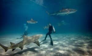 Ripley's Aquarium – Sharks
