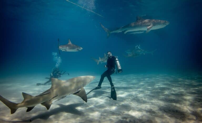 Ripley's Aquarium – Sharks
